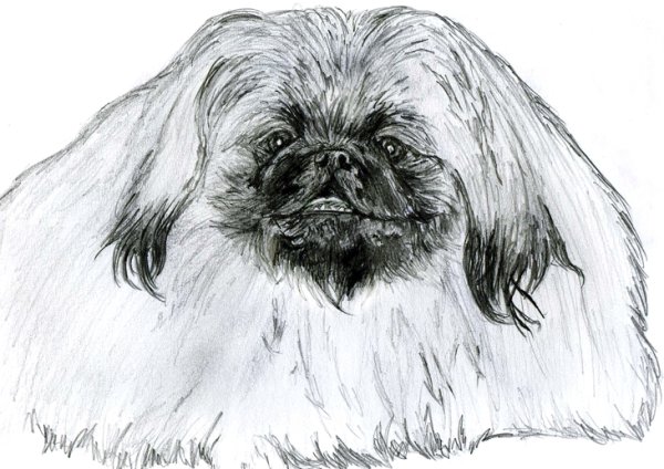 Пекинес для срисовки