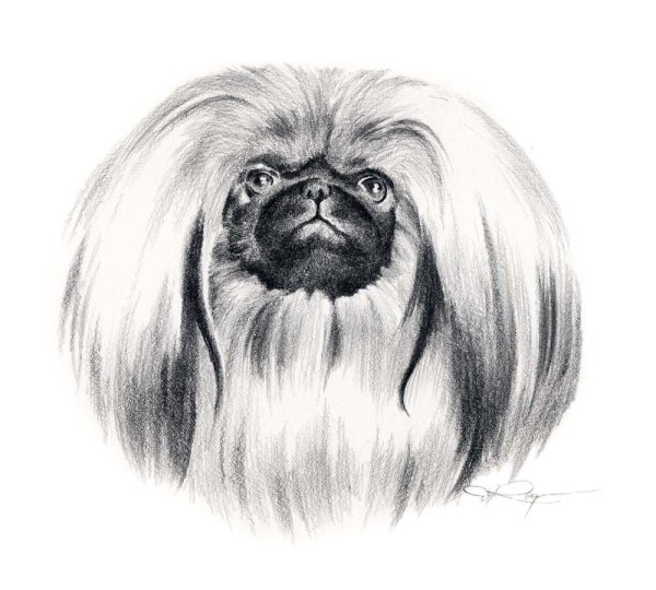 Пекинес контур