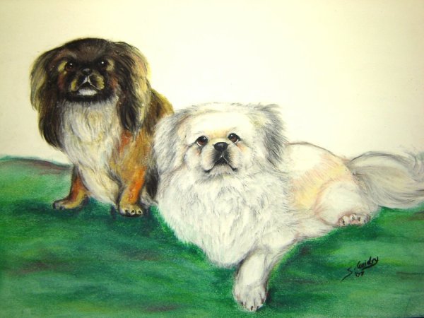 Пекинес эскиз