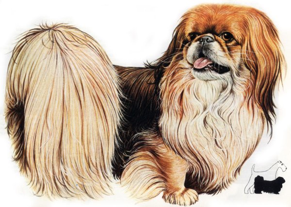 Рисунок собаки Пекинес