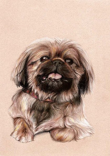 Пекинес мультяшный