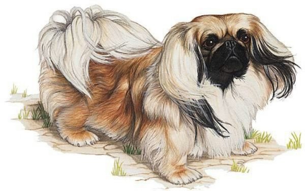 Пекинес в живописи