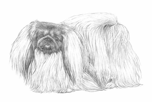 Пекинес Басилий