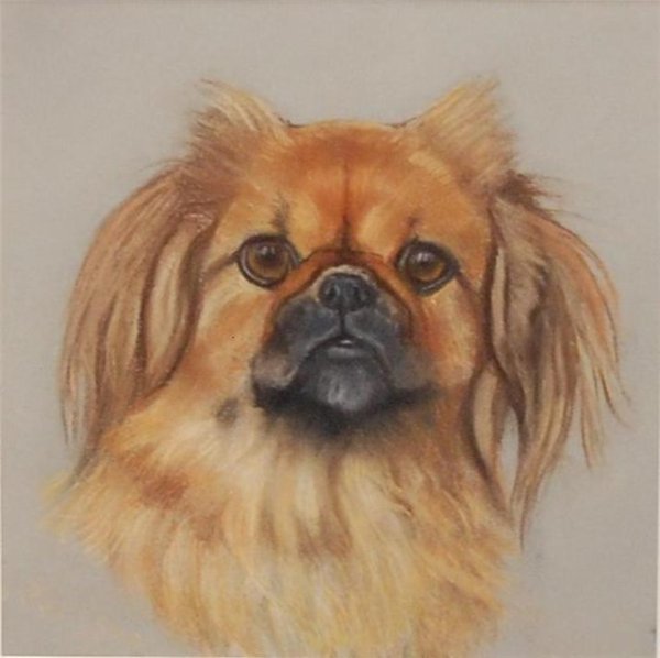 Пекинес карандашом