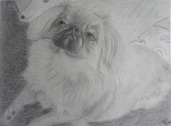 Пекинес раскраска