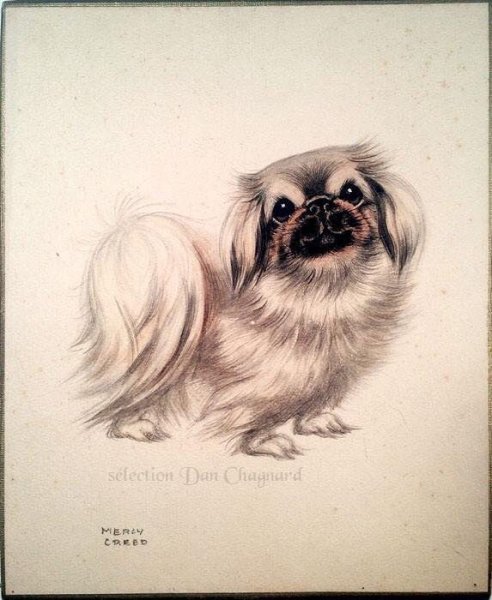 Пекинес для срисовки