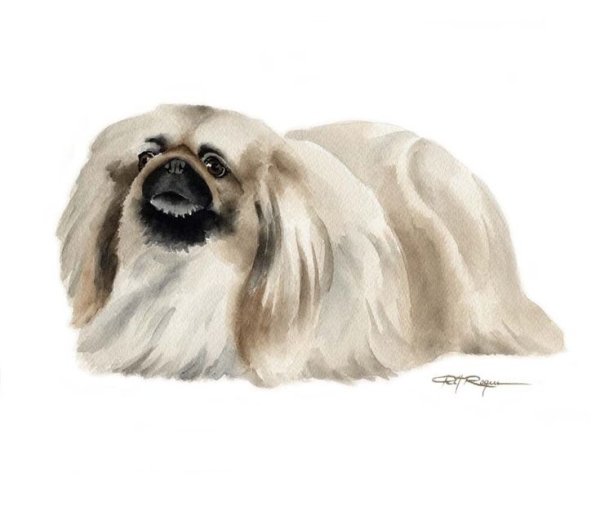 Пекинес рыжий