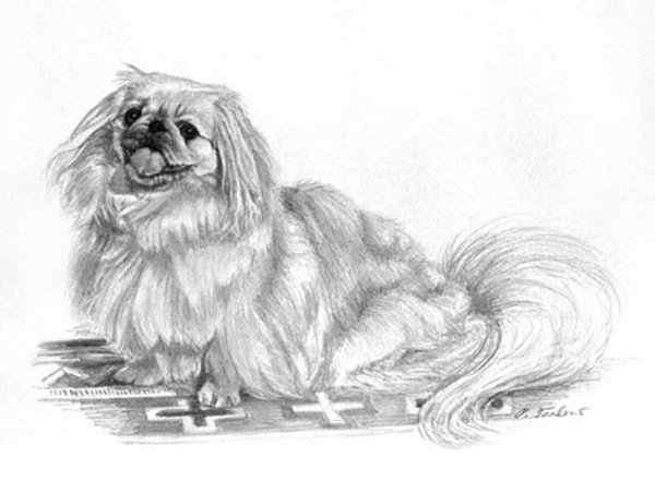 Нарисовать пекинеса