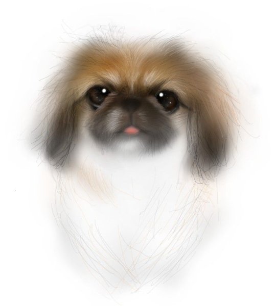 Пекинес акварель