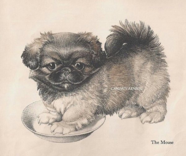 Пекинес карандашом