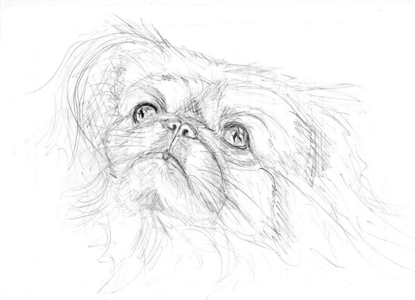 Пекинес Императорский картины