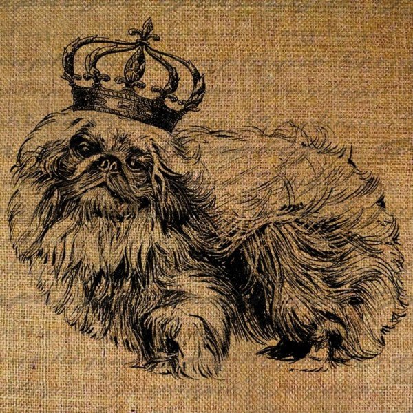 Carl Reichert Пекинес