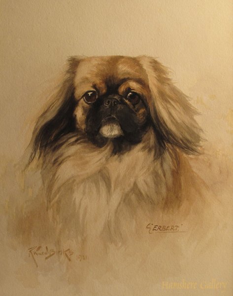 Пекинес раскраска