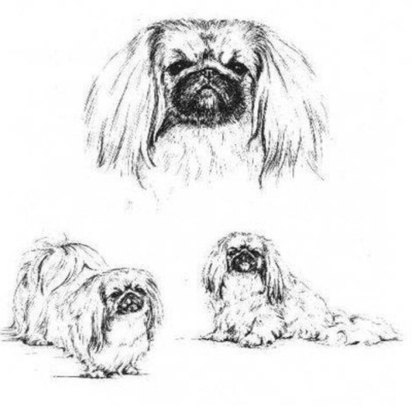 Собака Пекинес рисунок карандашом