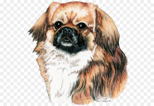 Пекинес эскиз