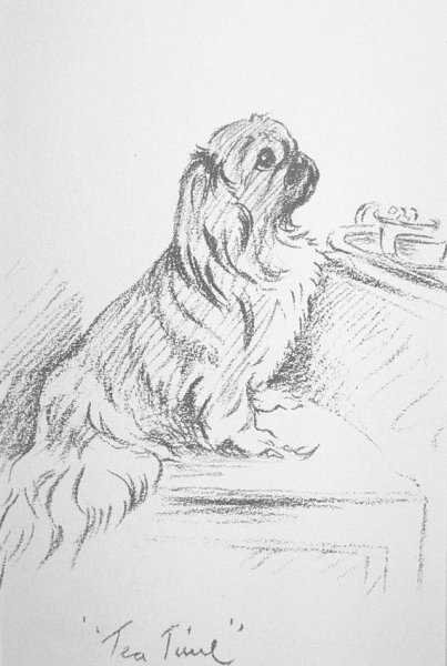 Тибетский спаниель FCI