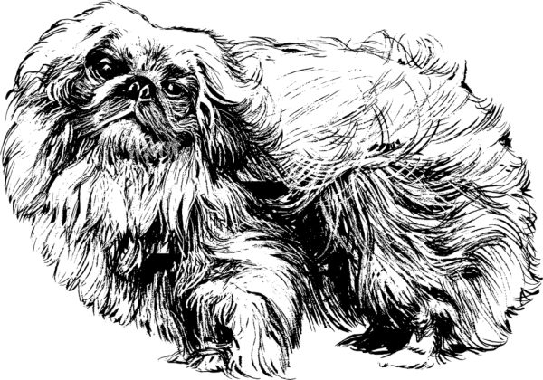 Пекинес акварель