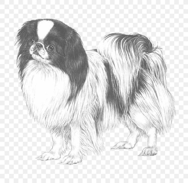 Открытки с пекинесами