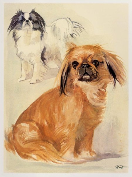 Портрет ши тцу