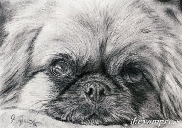 Пекинес карандашом