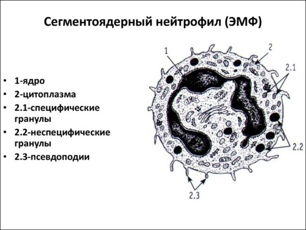 Нейтрофильные гранулоциты строение