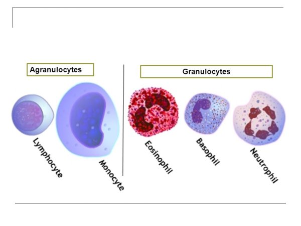 Клетки крови гранулоциты