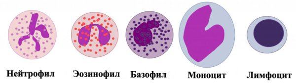 Лейкоциты эозинофилы базофилы нейтрофилы