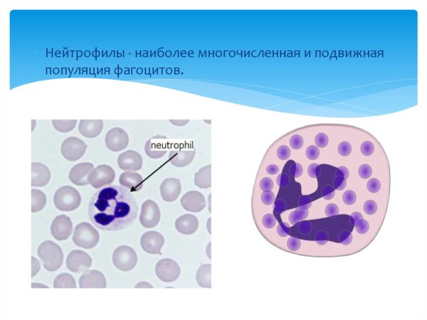 Сегментоядерные нейтрофилы фагоцитоз
