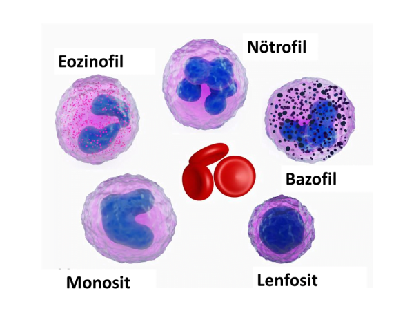 Нейтрофилы эозинофилы лимфоциты
