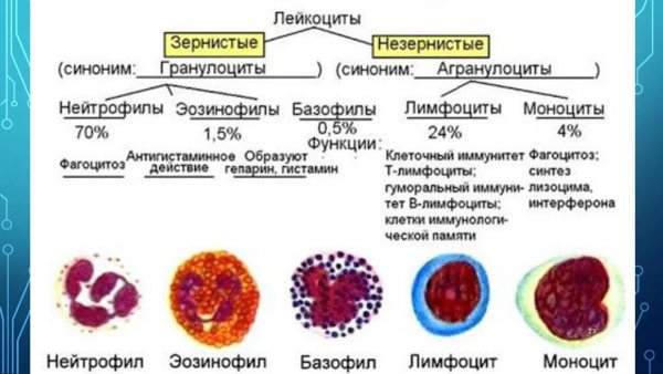 Классификация лейкоцитов лейкоцитарная формула