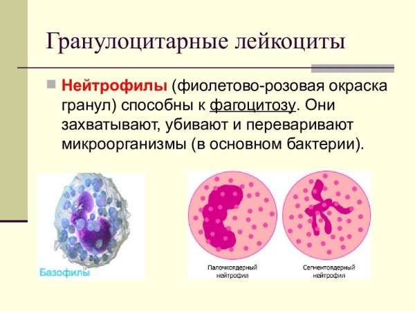 Гранулоцитарные лейкоциты