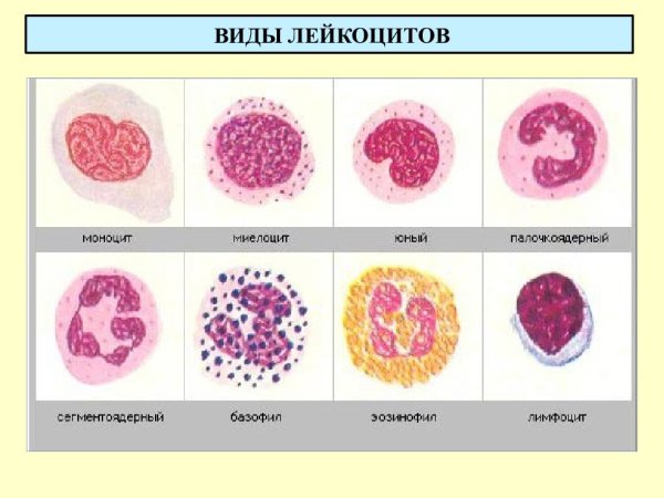 Мазок крови лейкоцитарная формула