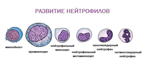 Созревание нейтрофилов схема