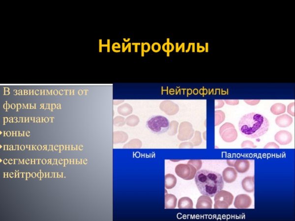 Сегментоядерный нейтрофильный гранулоцит форма