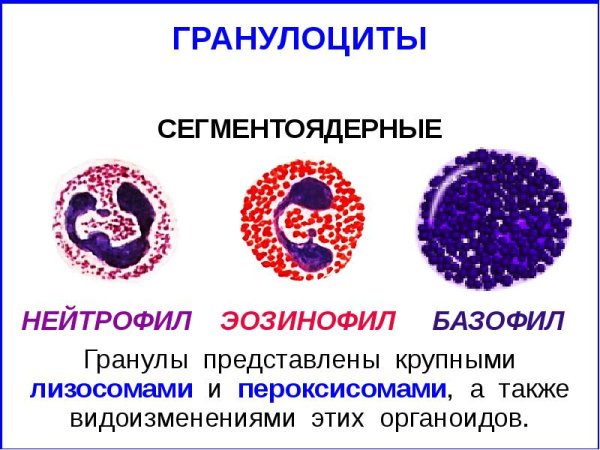 Эозинофильные гранулоциты строение и функции