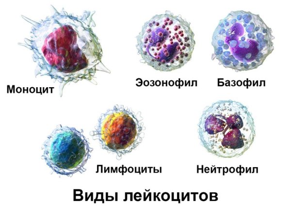 Базофилы строение
