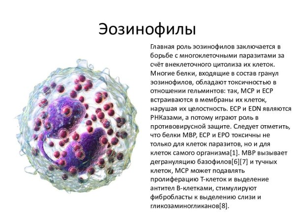 Микрофаги: нейтрофилы базофилы эозинофилы