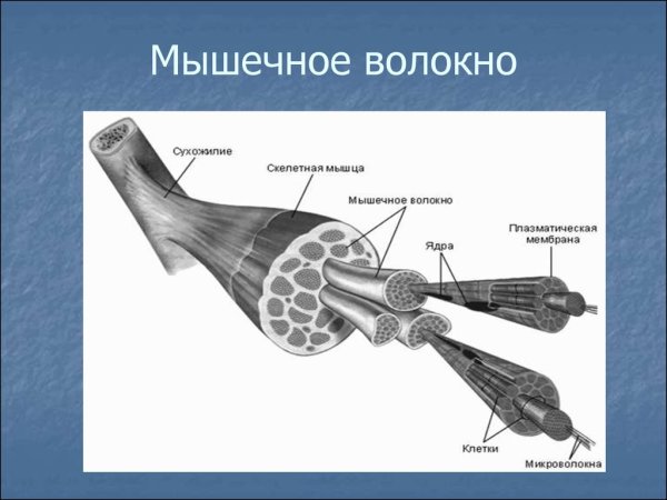 Строение мышечного волокна рисунок