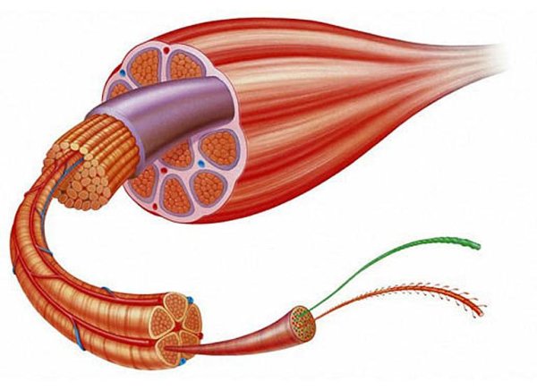 Структуры скелетного мышечного волокна