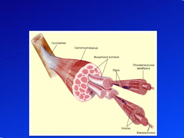Микроскопическое строение скелетных мышц