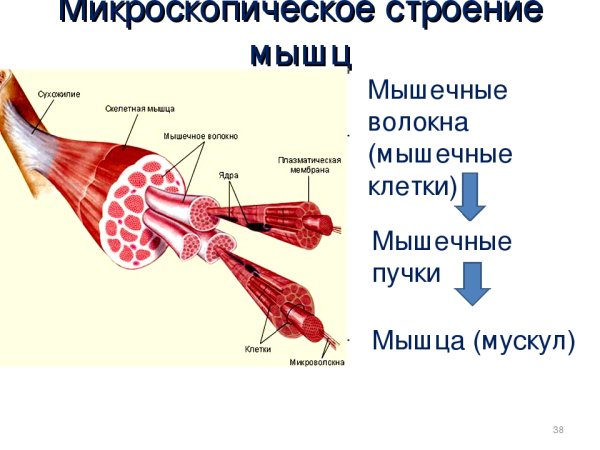 Строение мышечного волокна анатомия