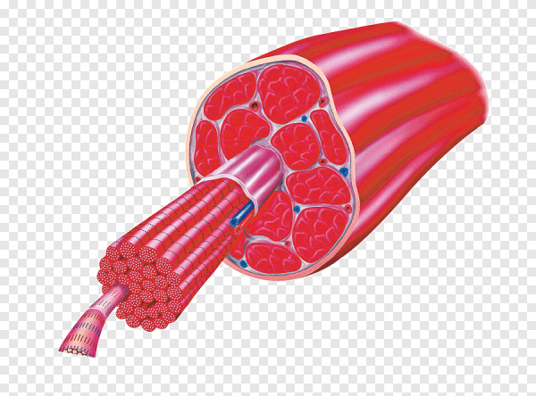 Мышца в разрезе