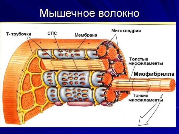 Строение мышечного волокна