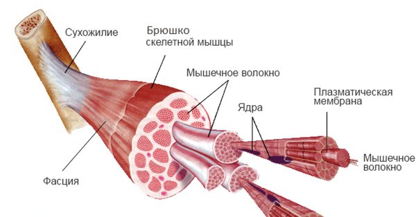Строение мышц с пучками мышечных волокон