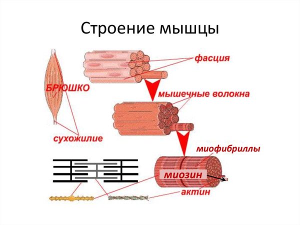Строение волокна скелетной мышцы