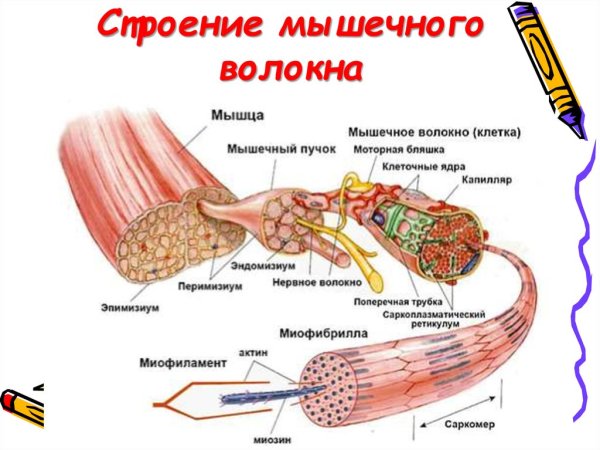Структура мышцы мышечного волокна