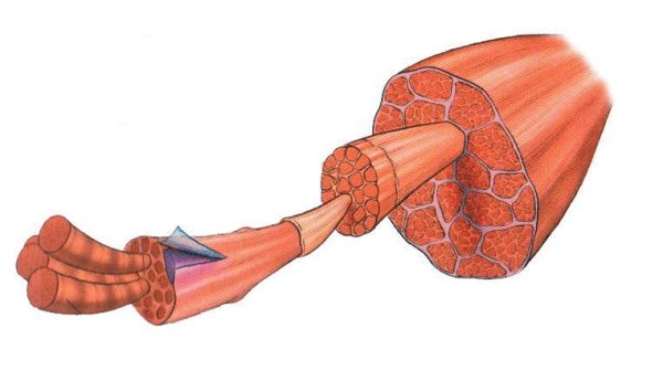 Мышечное волокно это саркоплазма сарколемма