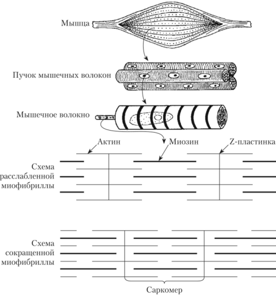 Типы мышечных волокон анатомия
