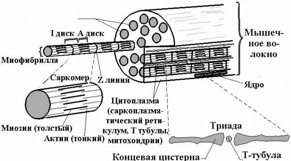 Мышечное волокно, брюшко мышцы, сухожилие