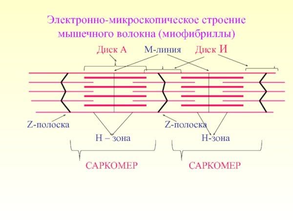 Структурная организация миофибриллы. Саркомер.